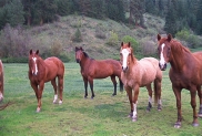 horses